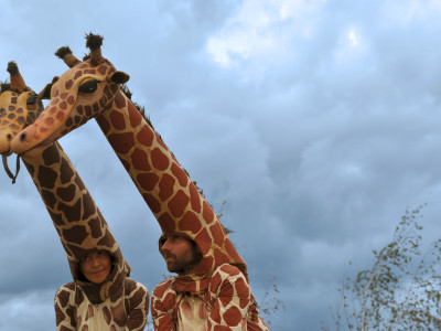 Girafes