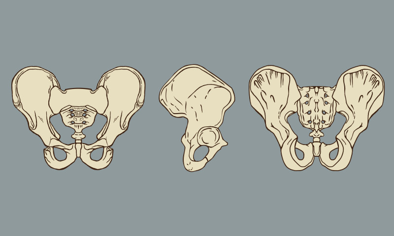 pelvis ilustración.jpg